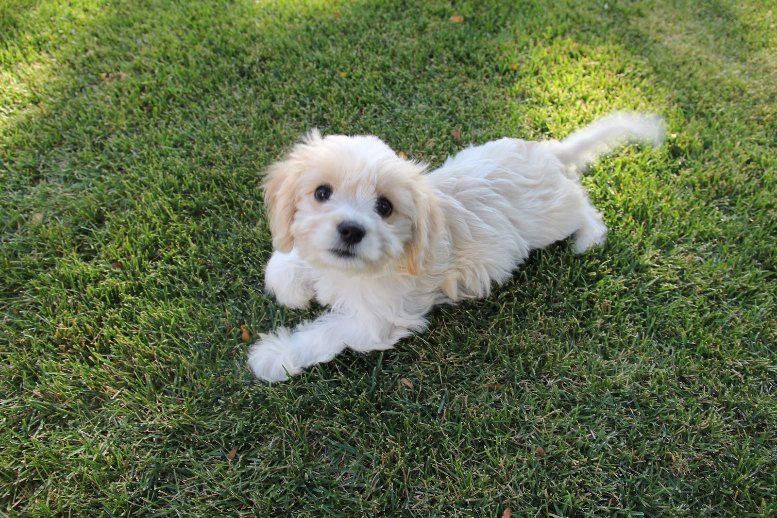 Cavachon Puppy