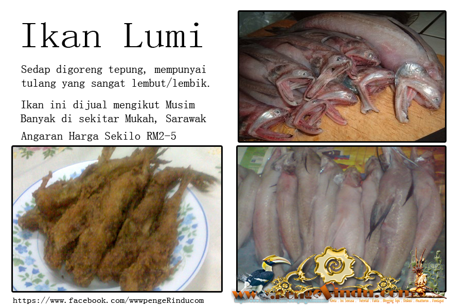 Www Pengerindu Net Pernah Tak Anda Makan Ikan Lumi Lumik Ikan Alien Www Pengerindu Net Pernah Tak Anda Makan Ikan Lumi Lumik Ikan Alien