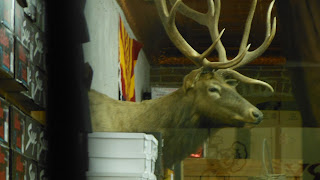 mounted deer head in store