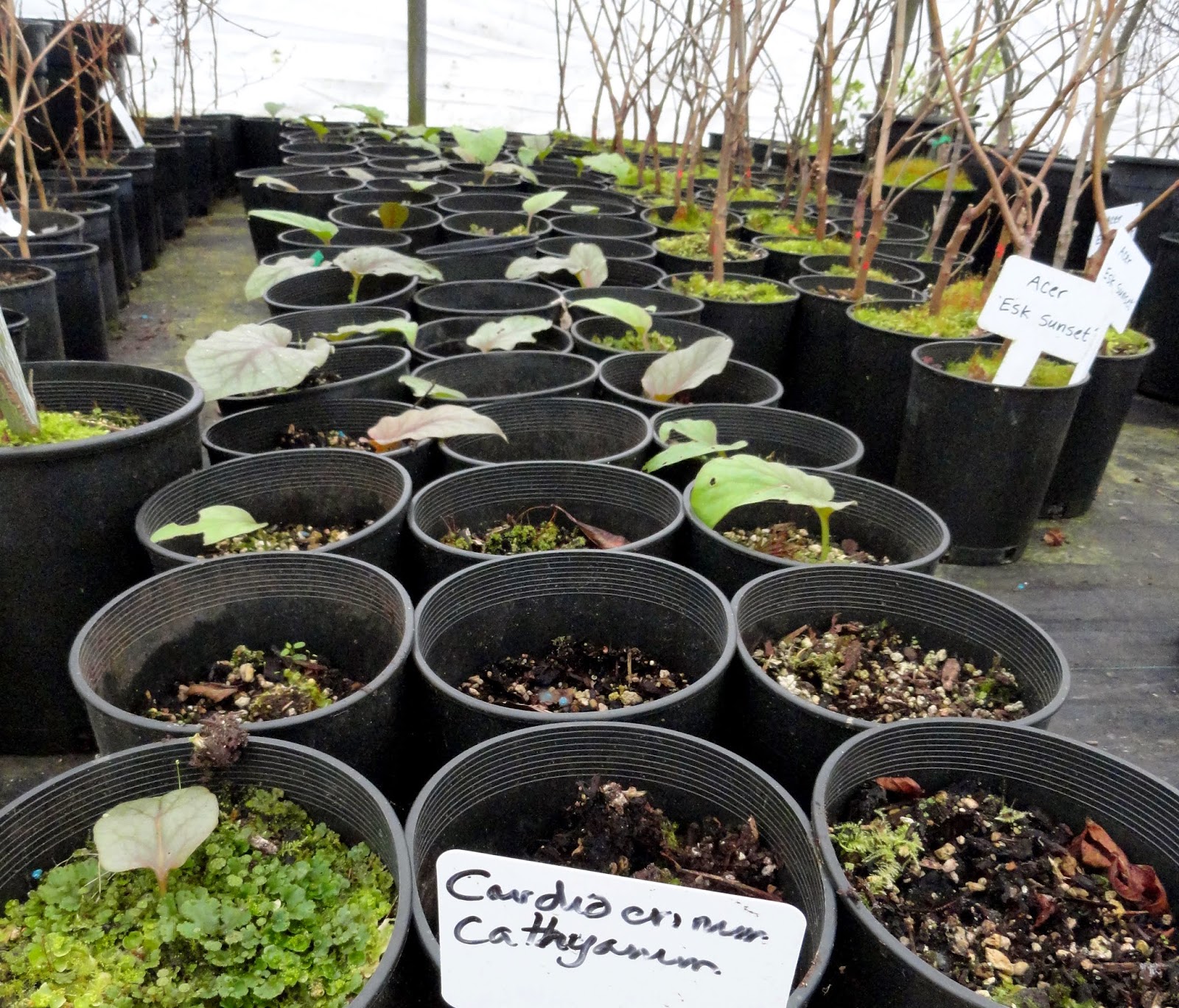 All About Plant March Foliage Follow Up Dedicated To Cistus Nursery