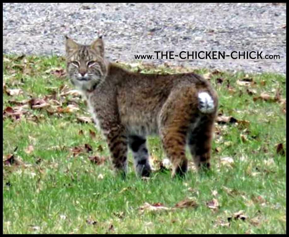 11+ Tips for Predatorproofing Chickens The Chicken Chick®