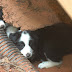 Crate Training Made Easy As 1-2-3