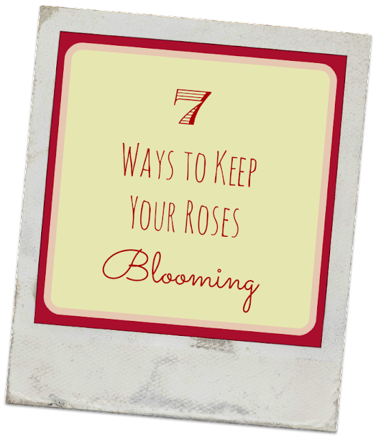 7 Ways to Keep Your Roses Blooming/ {I Love} My Disorganized Life