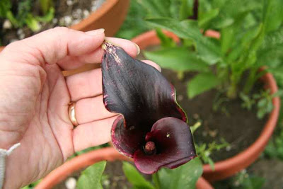 Calla Schwarzwalder