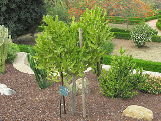 Euphorbia deightonii