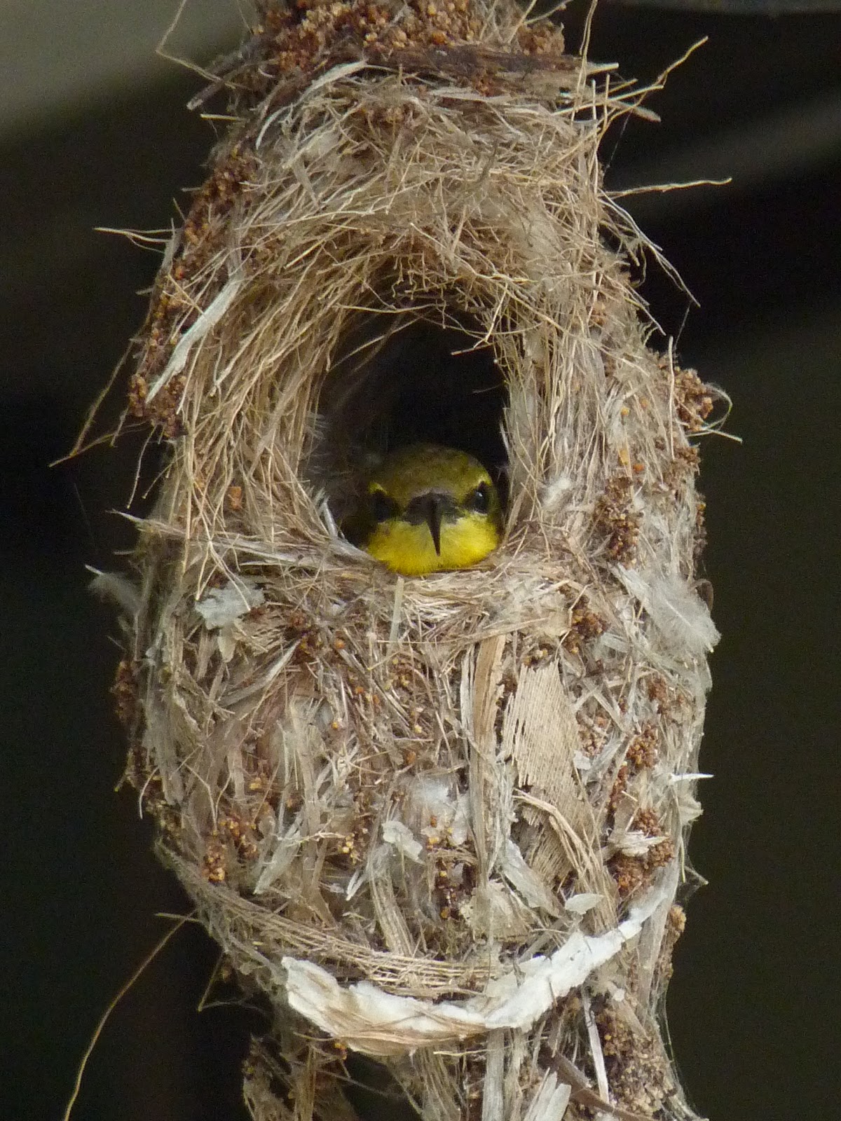 Birding For Pleasure Olive backed Sunbird