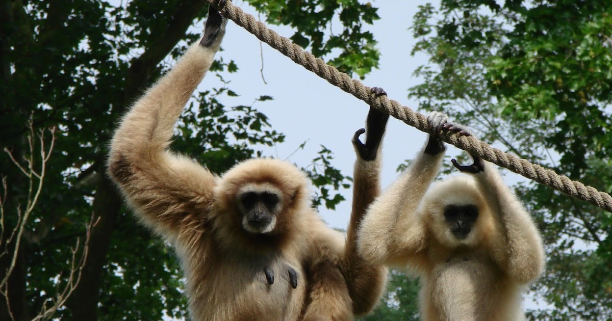 Gibbon Animals Library