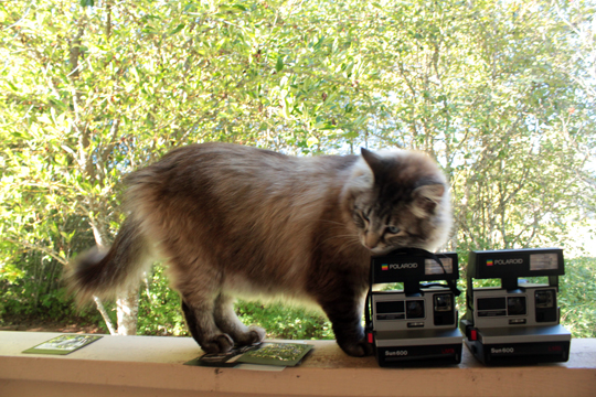 cat and polaroid camera