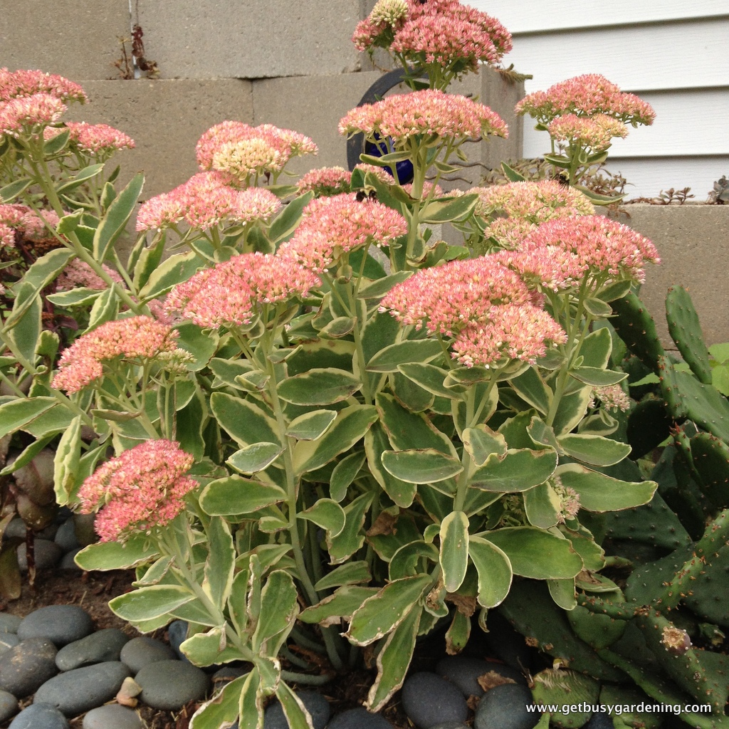 A Blooming Collection of Sedums Get Busy Gardening