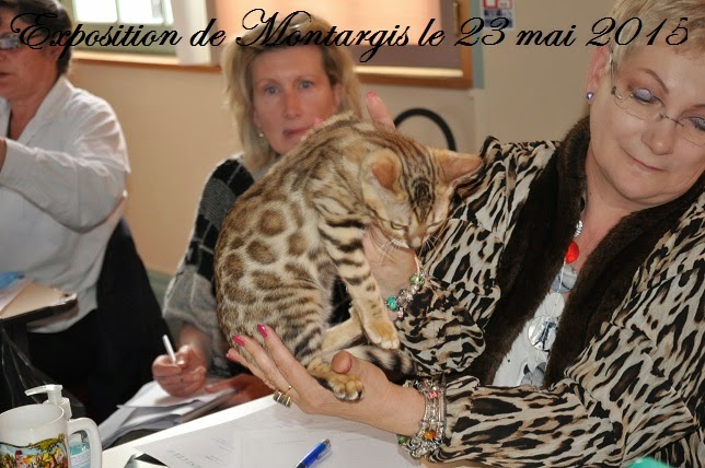 chat loiret