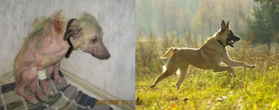 Before and After Animal Rescue Seen On www.coolpicturegallery.us