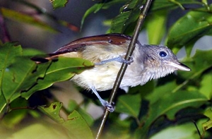 Anis-bentet Sangihe (Colluricincla sanghirensis) Anis-bentet Sangihe (Colluricincla sanghirensis)