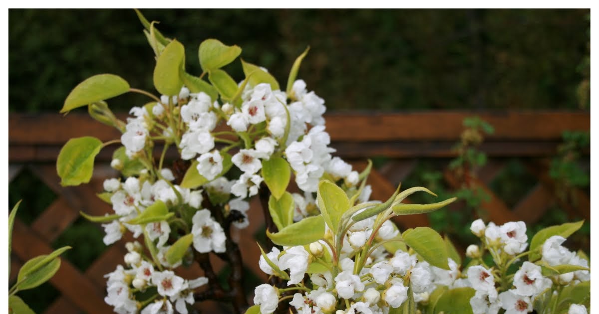 Flowers and Weeds Fruit Tree Blossoms
