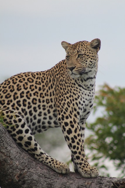 Safari in South Africa