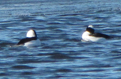 buffleheads