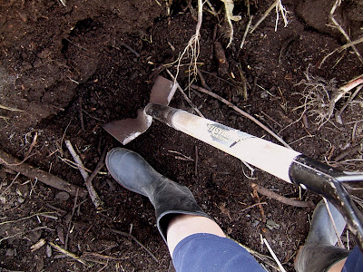 foodfarmhealth: Around the Yard: Growing Garlic