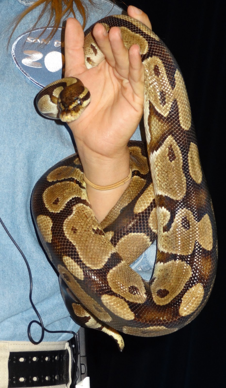 Pythons, beetles, and jellyfish bioinspiration for photonics applications