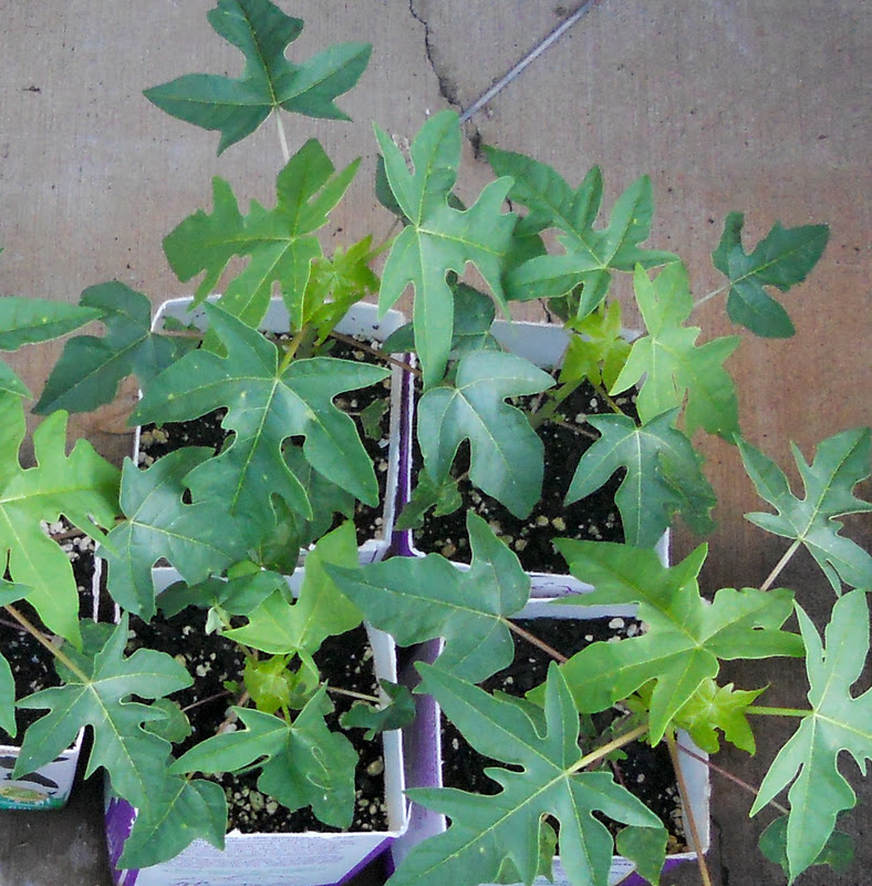 A Kitchen Garden in Kihei Maui Growing a Papaya Plant From a Seed