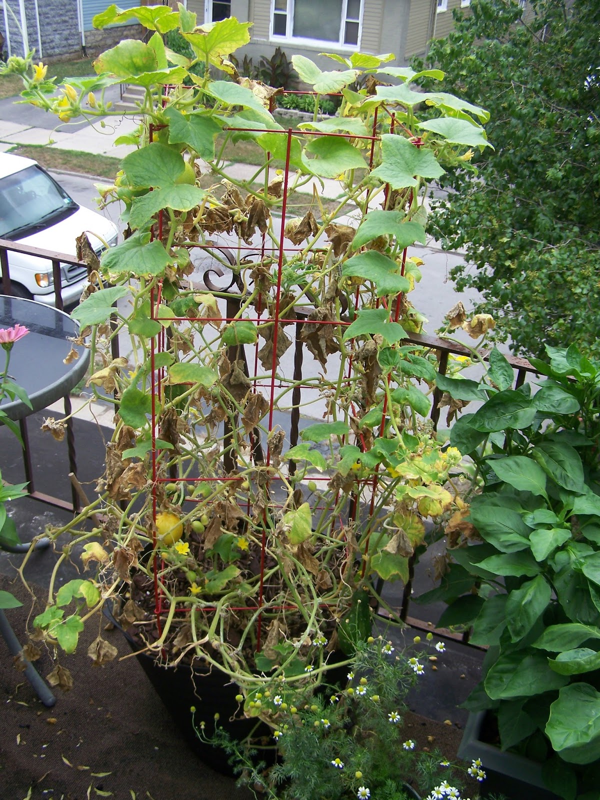 Captive Roots Preventing Powdery Mildew on Cucumbers and Squash