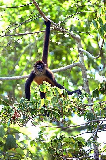 Amazon rainforests animals : The Spider monkey ~ Amazon Rainforest Animals