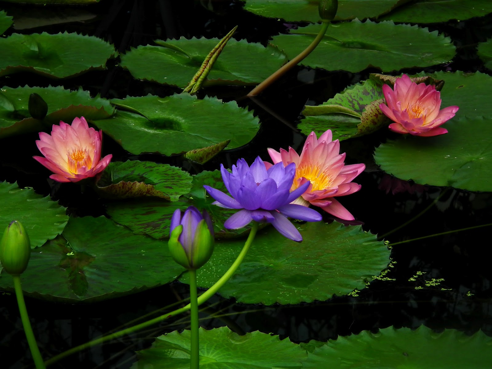 http://4.bp.blogspot.com/-wU1x-BVZ8Q8/T1dOxt6Rb0I/AAAAAAAADc0/xLOS9GN6EBM/s1600/Wallpapers+Best+HD+Mix.Mariaxhe.+(23).jpg