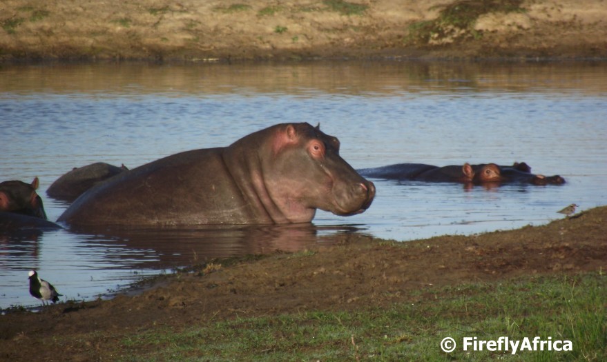 Word Hippo