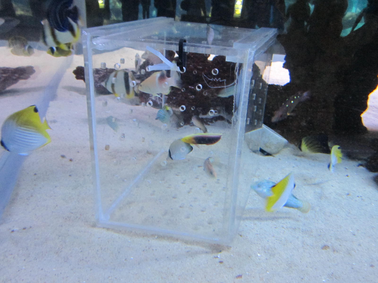 Fish getting use to new habitat Fish getting use to new habitat
