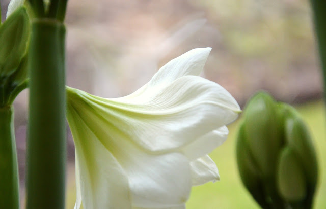 En ydmyg have: februar 2013