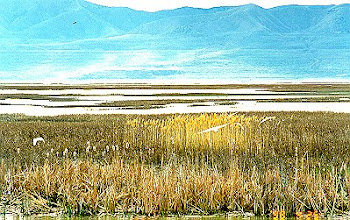 Bear River Bird Refuge