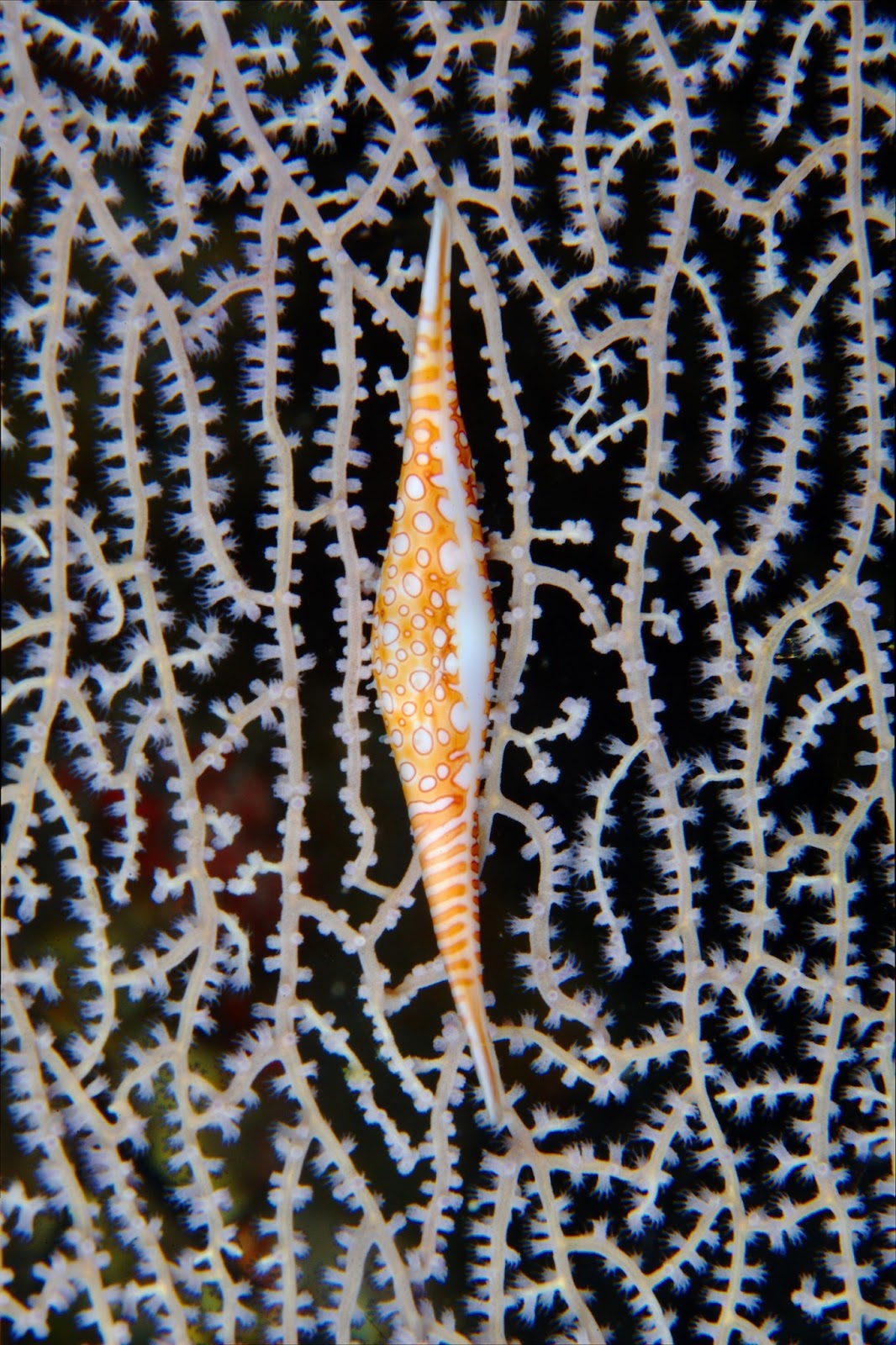 Real Monstrosities Spindle Cowry