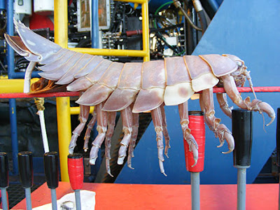 Top 10 Interesting And Weird Living Organism Interesting-Isopod-Unique-Creatures