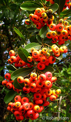 Branch full of red and yellow berries
