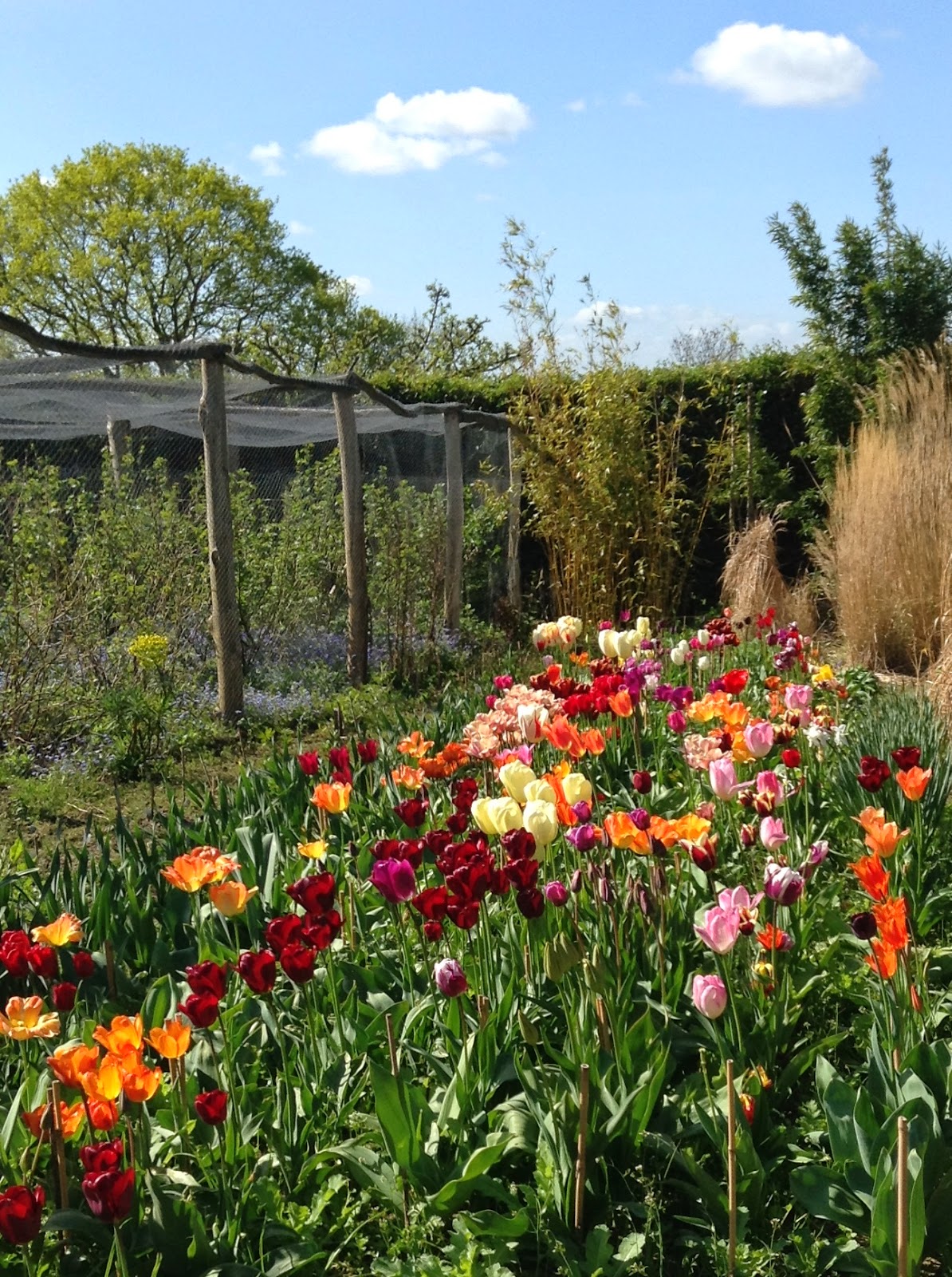 A riot of colours! Tulips in the Vegetable Garden, Great Dixter - Photo by Noemi Mercurelli A riot of colours! Tulips in the Vegetable Garden, Great Dixter - Photo by Noemi Mercurelli