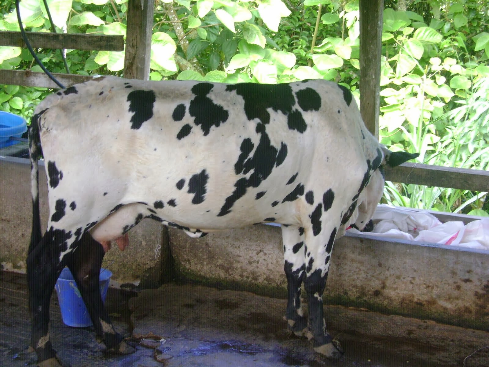 LA NIÑA CONSENTIDA DEL PROYECTO