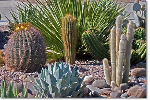 planning desert landscaping