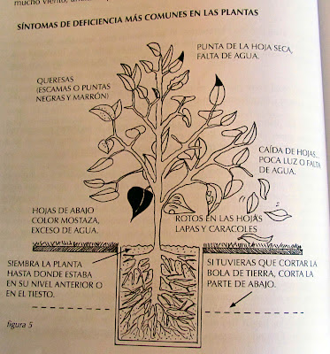 Foto Blog Puerto Rico: Libro de Jardinería para todos Douglas Candelario