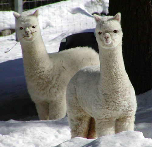 Funny Animal Funny Llama Wallpaper