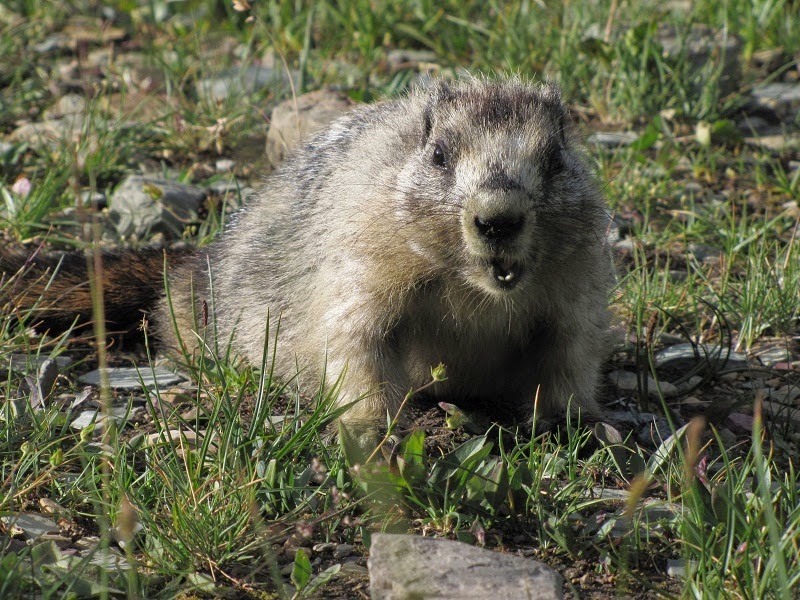The Most Beautiful Of Glacier National Park Animal National Park