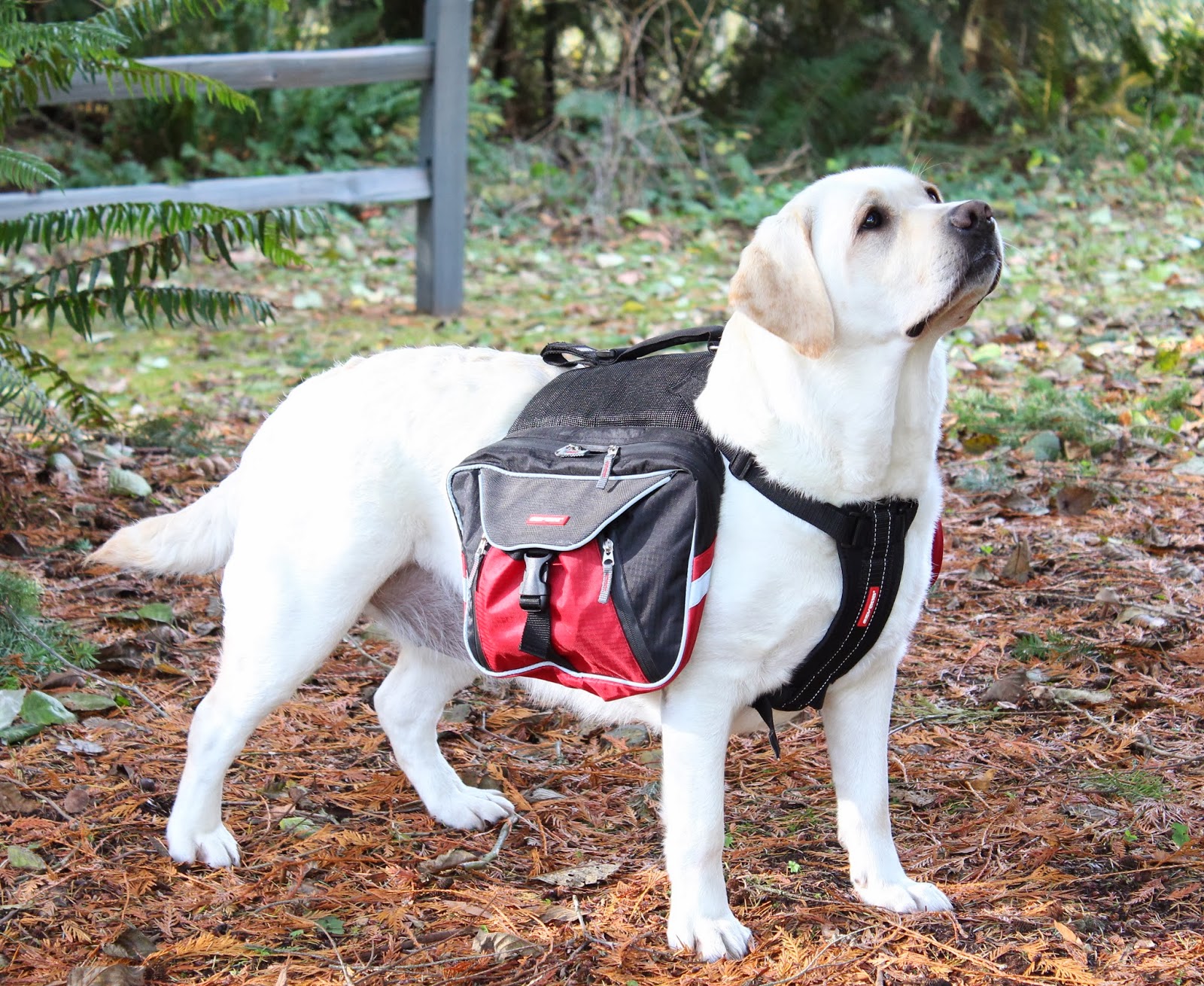 Product Review EzyDog Summit Backpack The Next Best Dog