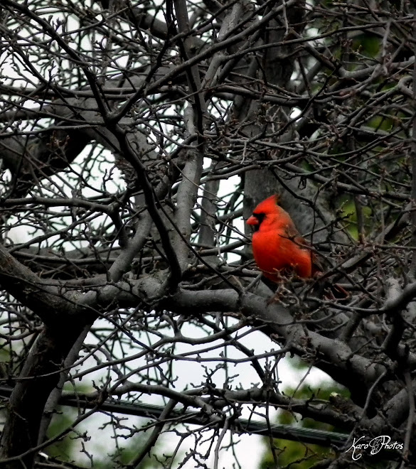 D'un rouge cardinal