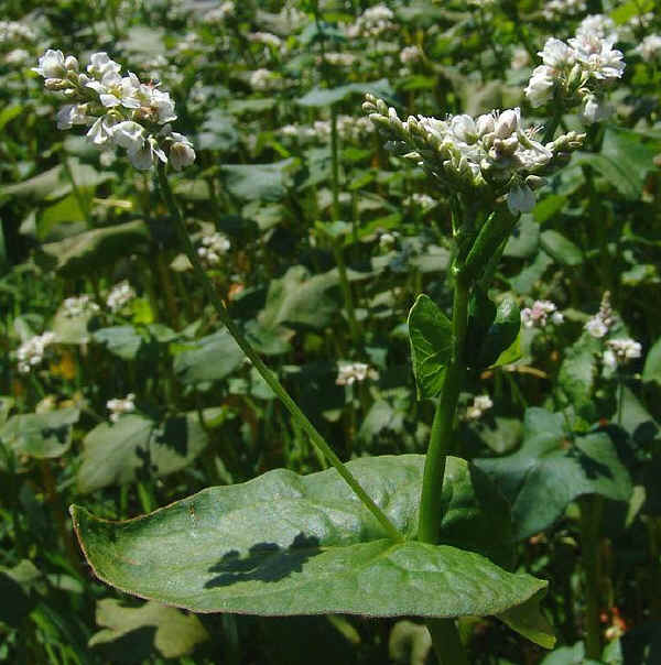 Il Grano Saraceno