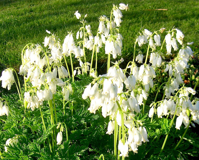 Dicentra formosa alba