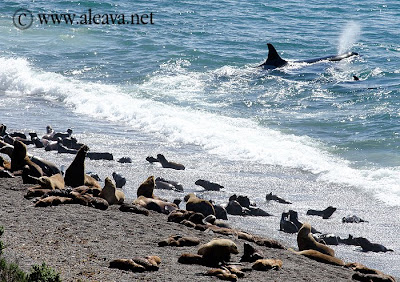 orcas en Punta Norte orcas en Punta Norte