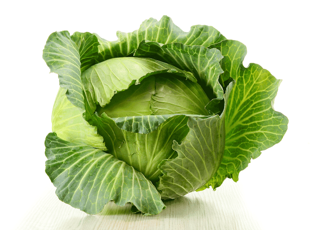 Is Cabbage Good for Dogs? - DogAppy