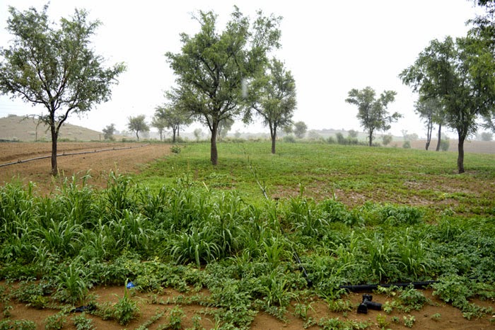 savan rain in farm at village crop in rain