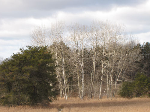 quaking aspen