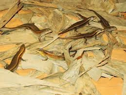 nơi răn mối sống