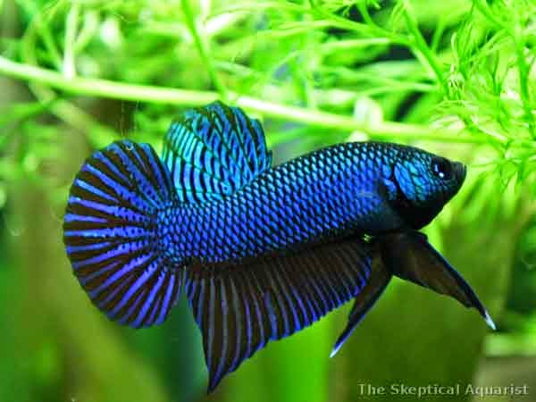 ciri fisik ikan cupang adu gaya bertarung fighter ciri fisik ikan cupang adu gaya bertarung fighter
