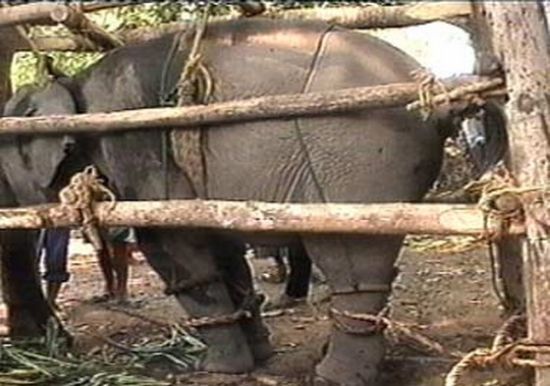 gajah
