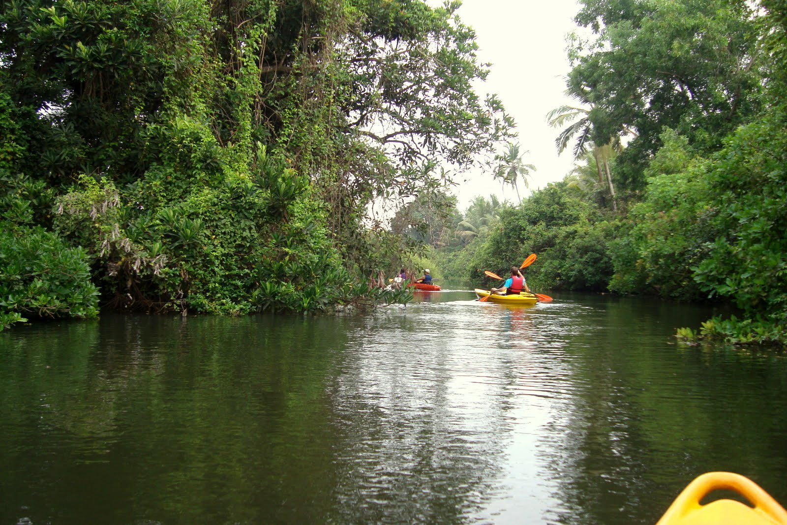 goakayaking Goa Kayaking in the Nerul Creek